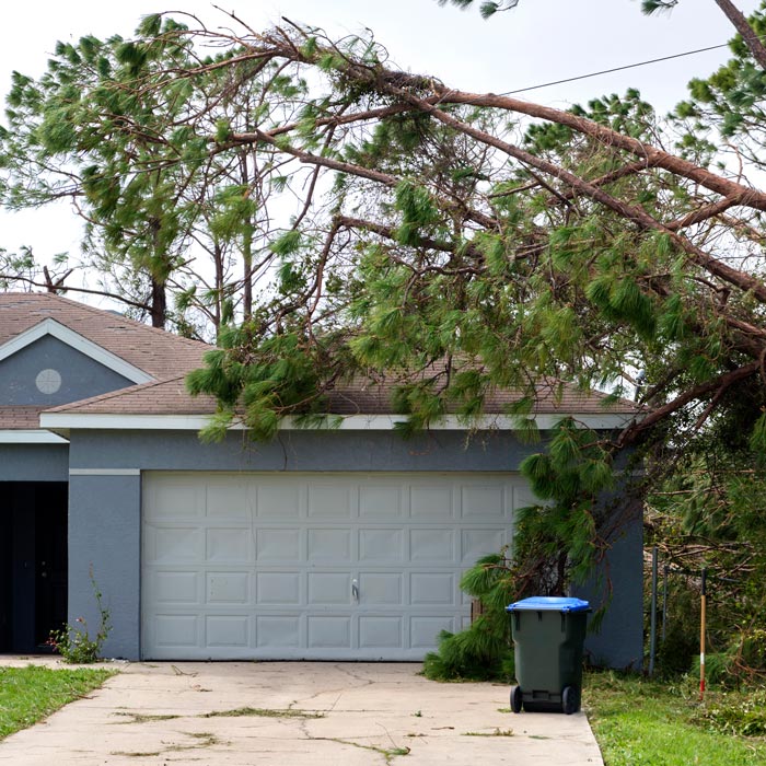 fallen tree on house